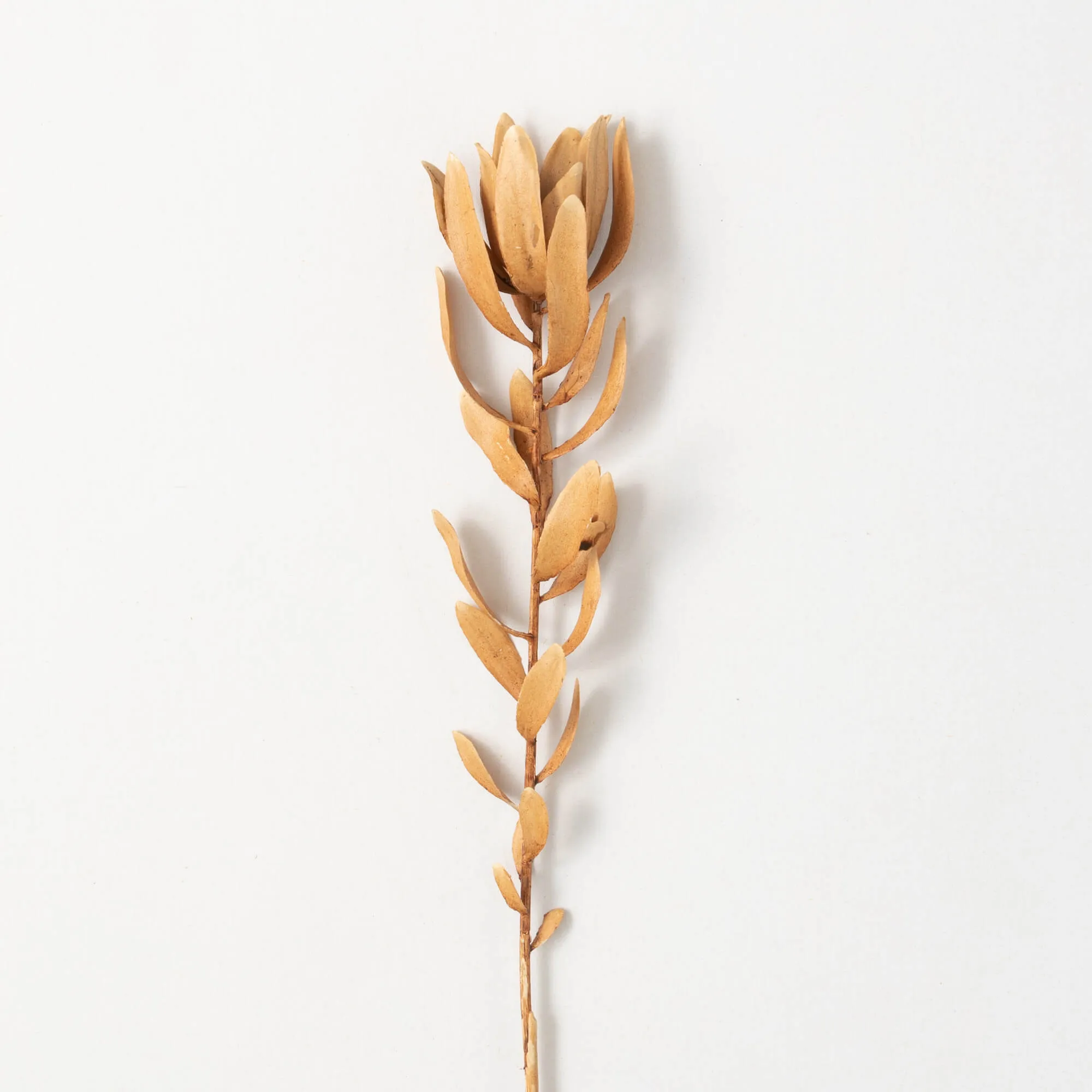 29"H Sullivans Subtle Brown Protea Spray, Brown